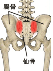 の 骨 痛い おしり が