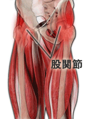 股関節の痛みの治療 京王線桜上水 うえた鍼灸整骨院 はれやか整骨院