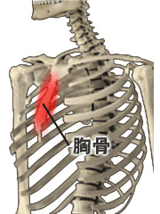 骨折 と の 打撲 違い 肋骨 肋骨にひびが入ったのか、折れたのか、あるいはただの打撲、あざなのか