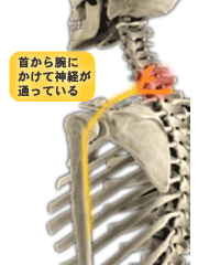 痛い 二の腕 意外と知られていない、二の腕の痛みは外と内側で違う：2016年4月26日｜康整体院のブログ｜ホットペッパービューティー